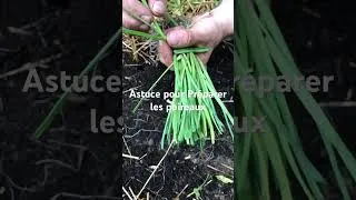 Miniature : Astuce pour préparer ses poireaux avant la mise en terre