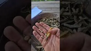 Miniature : ramassage des graines de pois gourmands