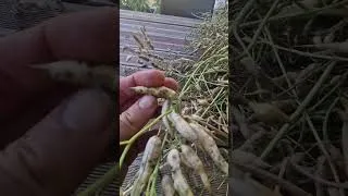 Miniature : ramassage des graines de radis