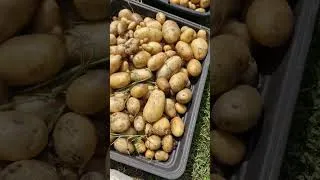 Miniature : récolte des pommes de terre le 28 juin
