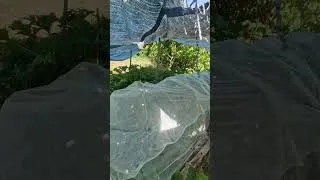 Miniature : quelle violence pour les végétaux cette canicule !
