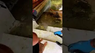 Miniature : Geheimgang zu diesem Pool 😳🌿 #poolreinigung #poolcleaning #pooltransformation #pool #poolexperte