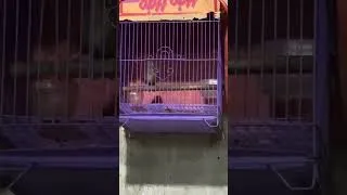 Miniature : Em tiểu mi mau mỏ