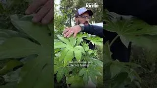 Miniature : Fatsia