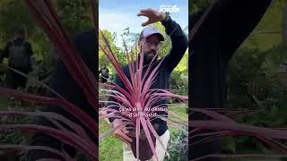 Miniature : Cordyline 'Cherry Sensation'