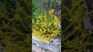 Miniature : De beaux sedums : Orpin âcre