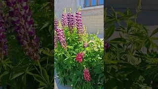 Miniature : De beaux lupins à Corbelin