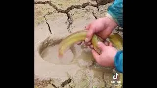 Miniature : La pêche au serpent