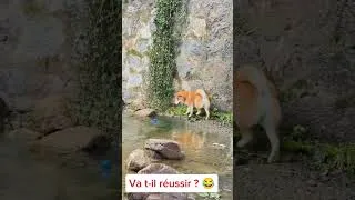 Miniature : je n'aime pas l'eau 😂#chien #chat