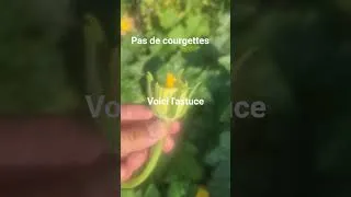 Miniature : courgettes pas de fruits, elles sèchent avant maturité ?