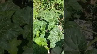 Miniature : mon potager fin juin #jardin