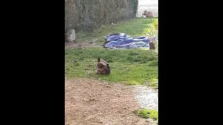 Miniature : Incroyable un canard grimpe une poule OMG