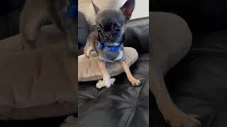 Miniature : bébé chihuahua drôle & mignon funny & cute chihuahua videos mix #chihuahua #viralvideo