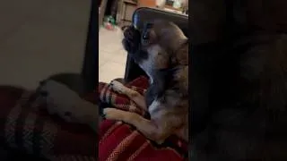 Miniature : bébé chihuahua drôle & mignon qui hurle au loup funny & cute chihuahua video #chihuahua #viralvideo