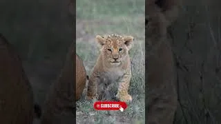 Miniature : Animal Beautiful Transformation! ☠️☠️☠️ #5 #animals #animaltransformation #shorts #trending