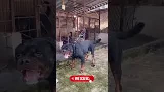 Miniature : Animal Beautiful Transformation! ☠️☠️☠️ #4 #animals #animaltransformation #shorts #trending