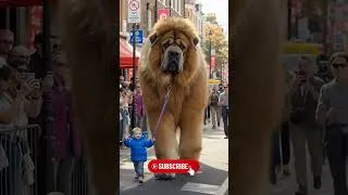 Miniature : Animal Beautiful Transformation! ☠️☠️☠️ #3 #animals #animaltransformation #shorts #trending