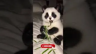 Miniature : Animal Beautiful Transformation! ☠️☠️☠️ #2 #animals #animaltransformation #shorts #trending