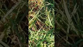 Miniature : un morceau d'arc-en-ciel dans mon jardin !