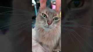 Miniature : Massage crânien pour Jaya ❤️ #cat #animals #zen #lovecats #catlover #catvideos #catshorts