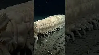 Miniature : On connaît mieux la surface de Mars que la Fosse des Mariannes — voici ce qu'on y a trouvé