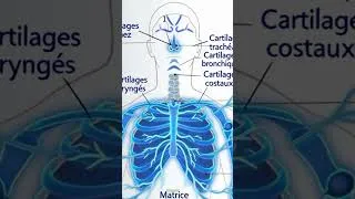Miniature : Le LANGAGE SECRET de l’ANATOMIE HUMAINE EXPLIQUÉ ! | Position Anatomique & Termes Médicaux #anatomy#
