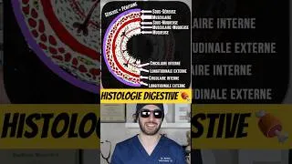 Miniature : Histologie du TUBE DIGESTIF 🍖