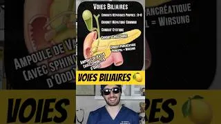 Miniature : Les Voies Biliaires 🍋