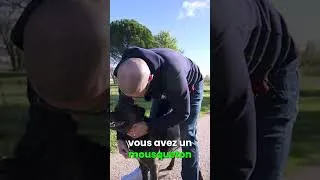 Miniature : Astuce pour Mettre le Harnais Halti à Votre Chien Facilement ! #conseilspourchiens #chien #halti