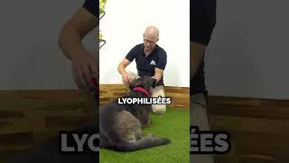 Miniature : Amusement Garanti : Découvrez l'Octaball Kiwi Walker pour Occuper Votre Chien !