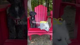 Miniature : Tiques  Danger pour votre chien