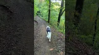 Miniature : Petite promenade dans la forêt 🌲 🐶 #ardèche #cheval #narure