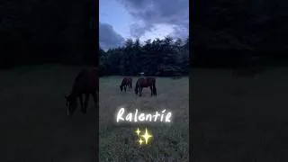 Miniature : 💝 Petit plaisir du soir… aller voir ses chevaux au pré 🥰🐴 Belle soirée à tous ✨