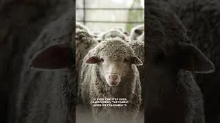 Miniature : TONIK® Wool : A Blockchain journey of transparency