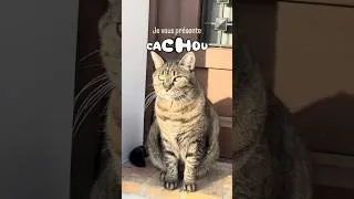 Miniature : WHISKAS. Et d’un coup la drama queen se transforme en boule de ronrrrons.