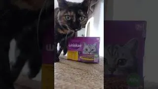 Miniature : Publicité | J’ai des standards de chat… et WHISKAS les dépasse à chaque bouchée. #WHISKAS #cat