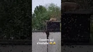 Miniature : Un essaim qui s'installe dans la ruche piège. #abeille #bee #ruche #beehive