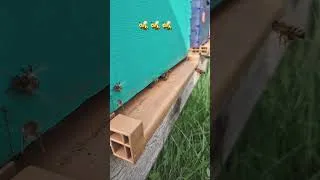 Miniature : Début de saison pour les abeilles. #abeille #abeilles #ruche #bee #bees #honey #nature #printemps