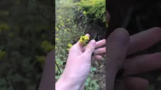 Miniature : Un Sachet de graines et c'est parti ! merci ‎⁨@KokopelliSemences⁩  #biodiversité