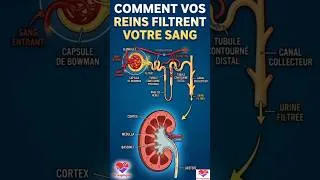 Miniature : Comment les reins fabriquent l’urine ? | Physiologie rénale #santé #corpshumain #médecine
