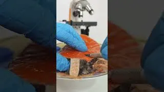 Miniature : Fish 🐟 Under The Microscope 🔬🤮🤢😱 . #fyp #microscope#viral #bacteria #germs #viralvideos #worms #fish