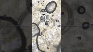 Miniature : Red meat under the Microscope 🔬🤢😱. . . . . . #fyp #microscope #undermicroscope #reels #microscope