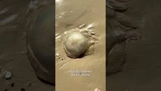 Miniature : J’ai trouvé une méduse énorme !!! #shorts