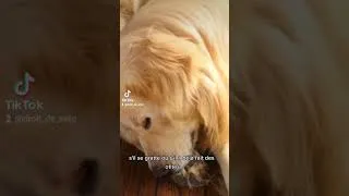 Miniature : Pourquoi ton chien pue? #animal #chien #vétérinaire