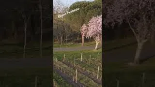 Miniature : Vignoble en région bordelaise.