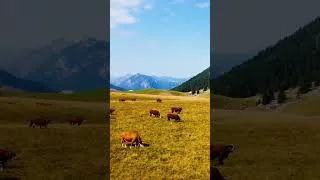 Miniature : Des images en drone du Plateau de Cenise. Haute-Savoie. France #drone #dji #montagne #nature