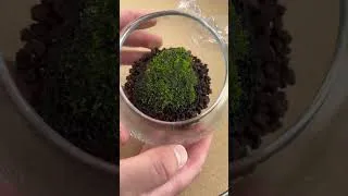 Miniature : 2 weeks ⏱️ (grow moss on lava rock) #moss #grow #lavarock #calm #asmr #terrarium