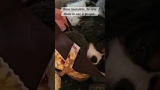 Miniature : Chanel fait sa sieste...