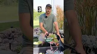 Miniature : Vous ne savez pas quoi mettre dans vos platebandes cette année? 🌵