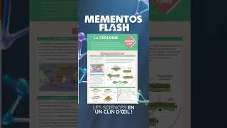 Miniature : Découvrez les Mémentos Flash Dunod